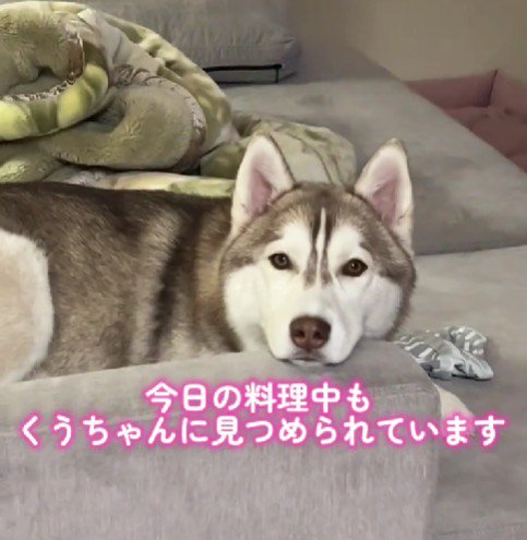 ウルウルの目でアイコンタクト