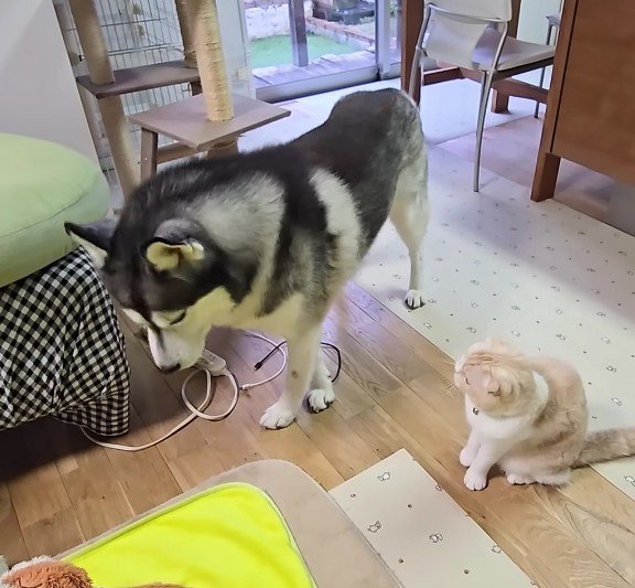 そっと離れるはっちゃん