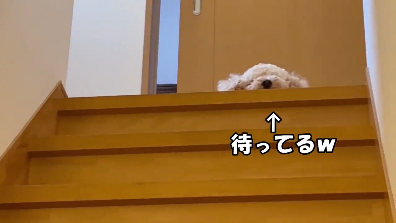 ロアくんが上で待っています！