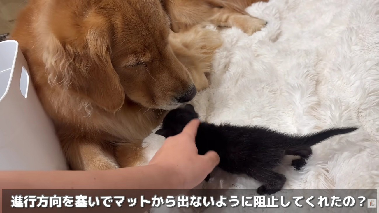 ときにはボディーガードとして活躍