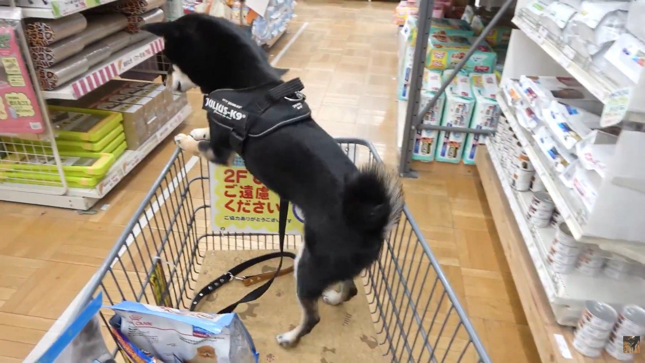 「逃げなくちゃ！」