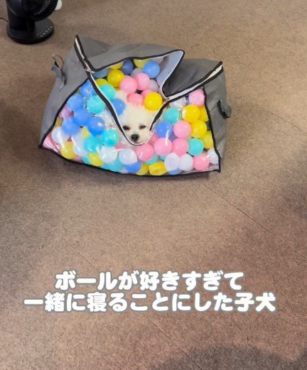 ボールに包まれてスヤスヤ