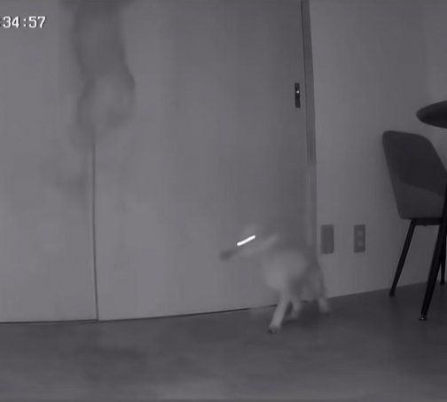 跳んだり歩いたりしている小型犬達