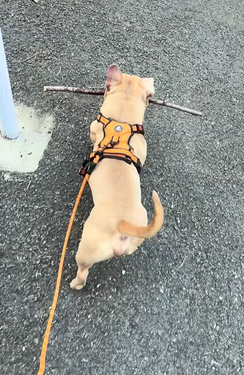 枝をくわえて歩く小型犬