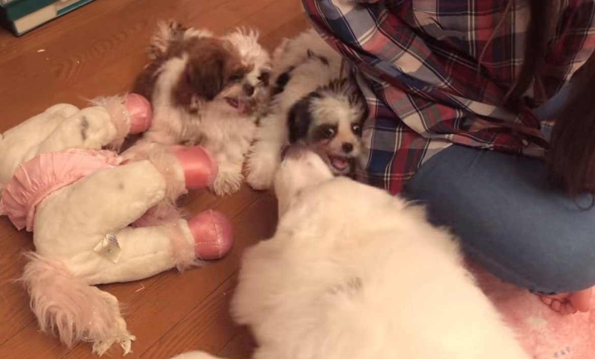 人のそばではしゃぐ犬たち