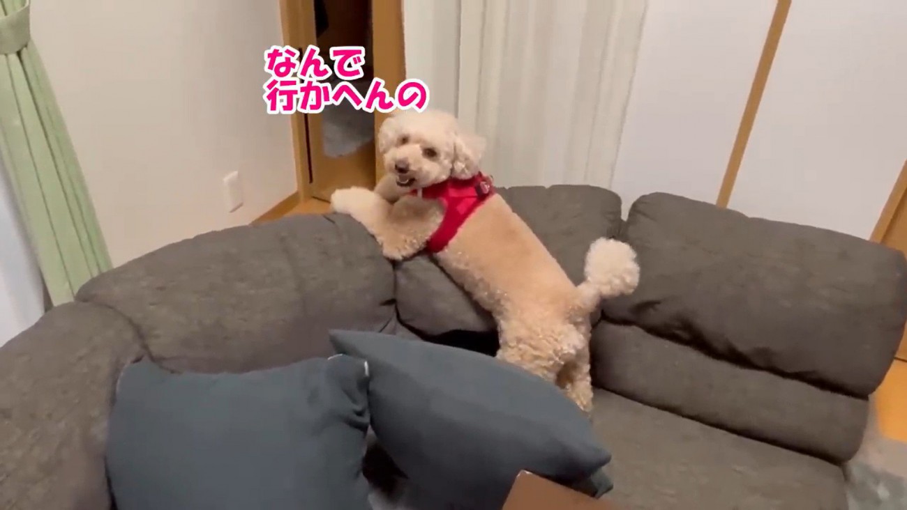 悲しげな声で鳴いています