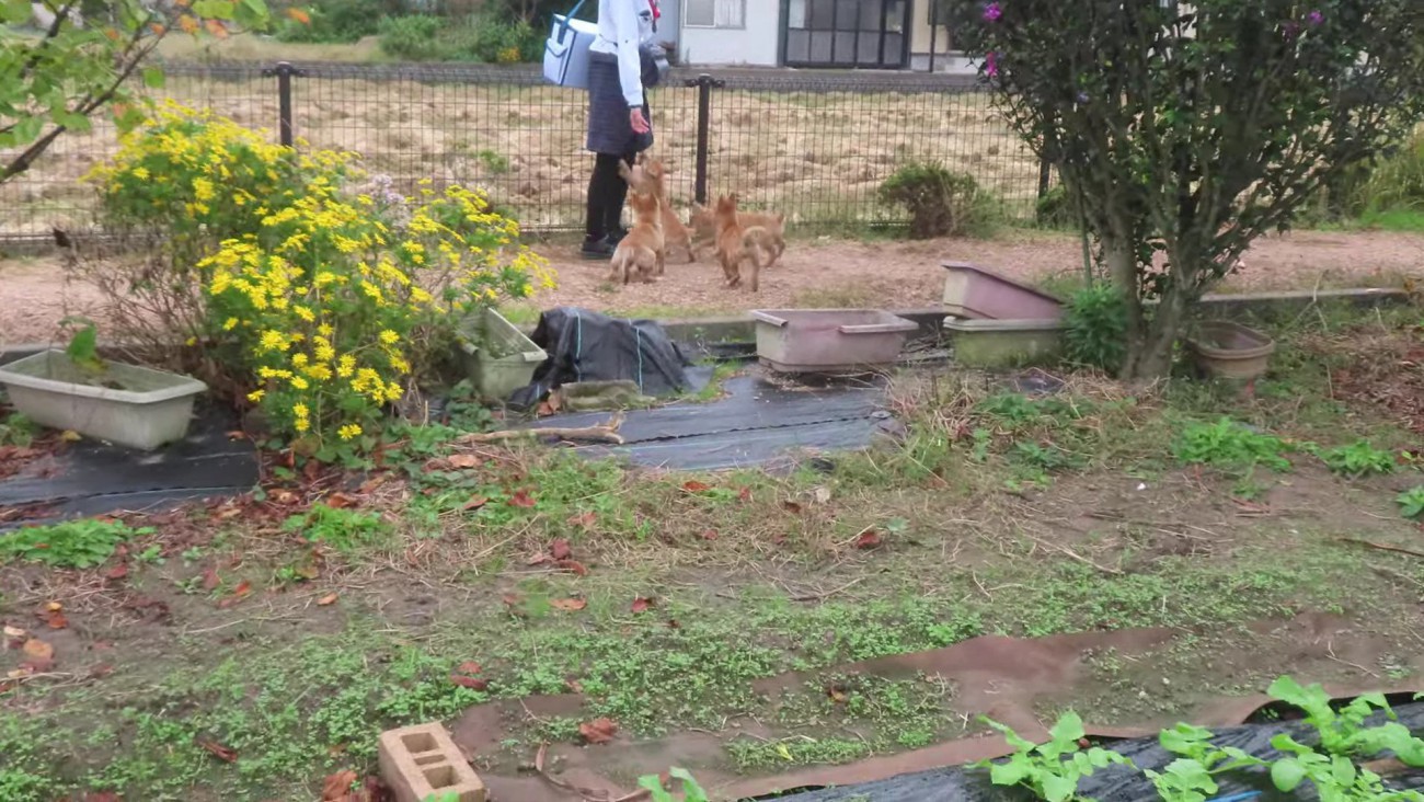 営業中のヤクルトレディさん！