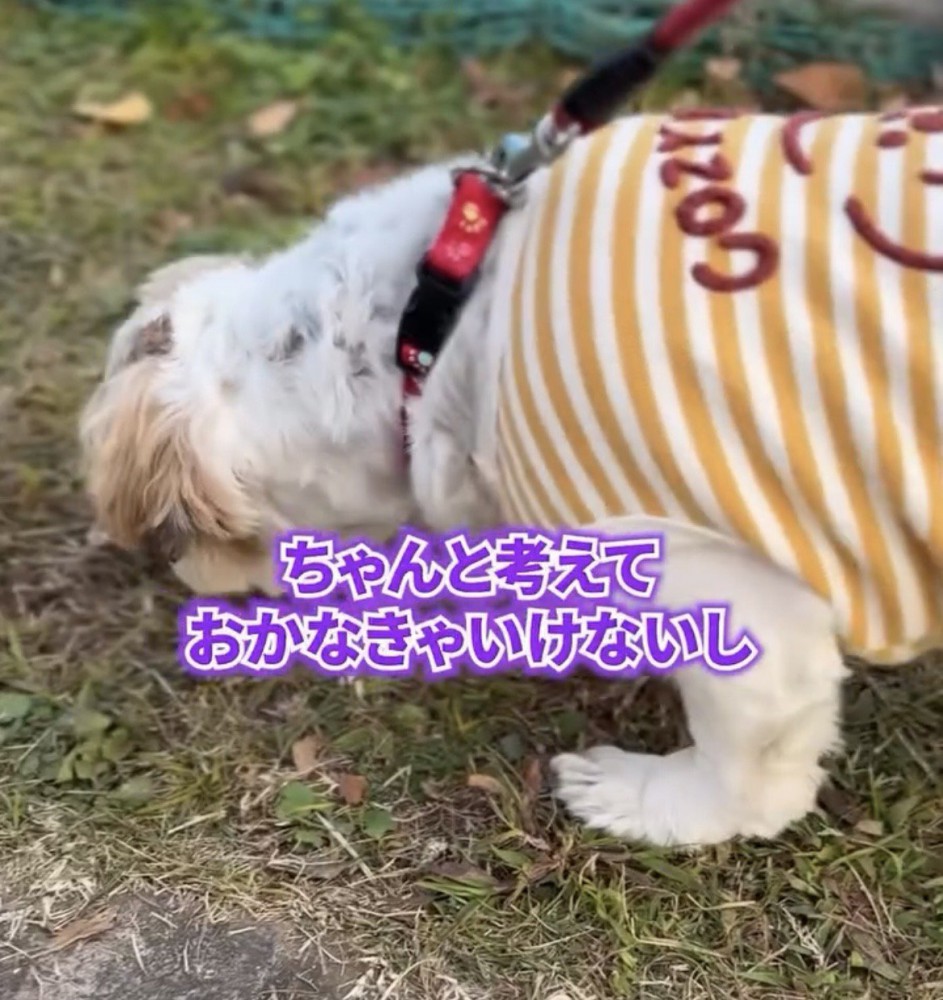 草の上で何かを探すように顔を下げる犬