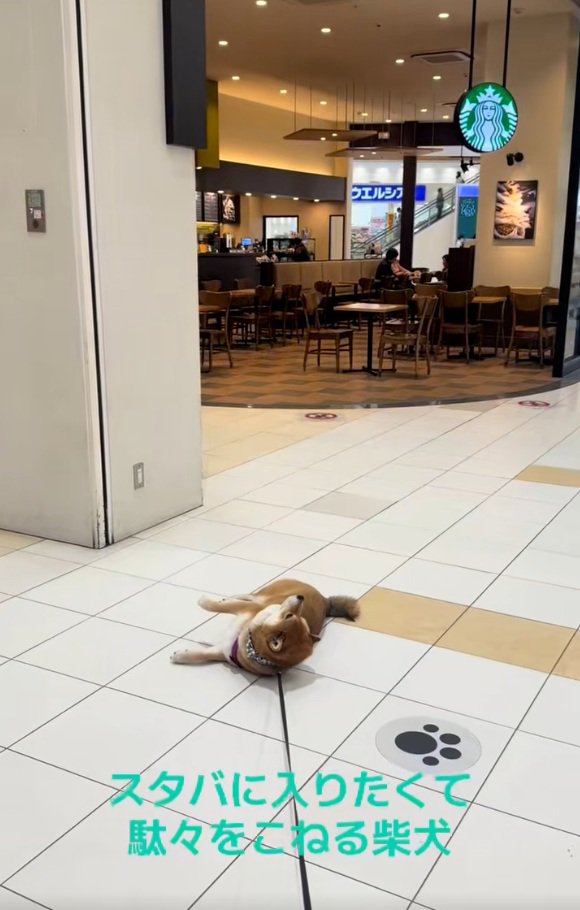 スタバに入りたい茶々麻呂之介くん