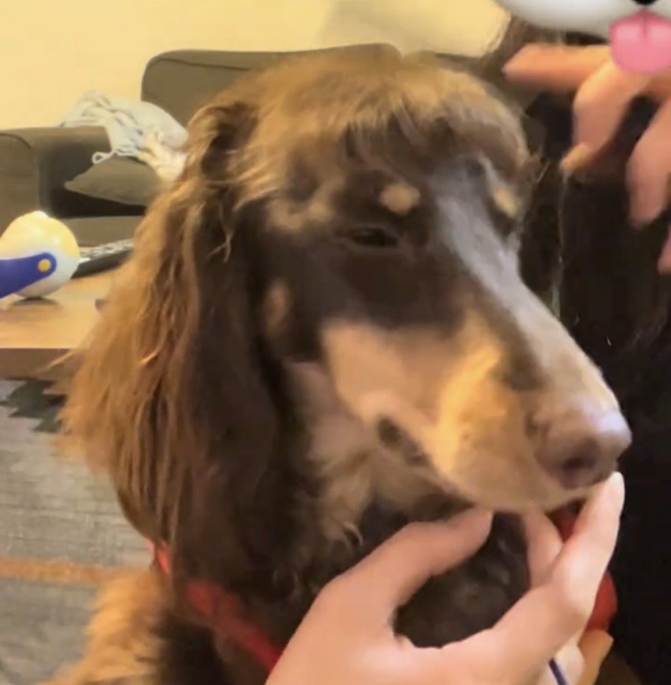 目を細めて落ち着く犬