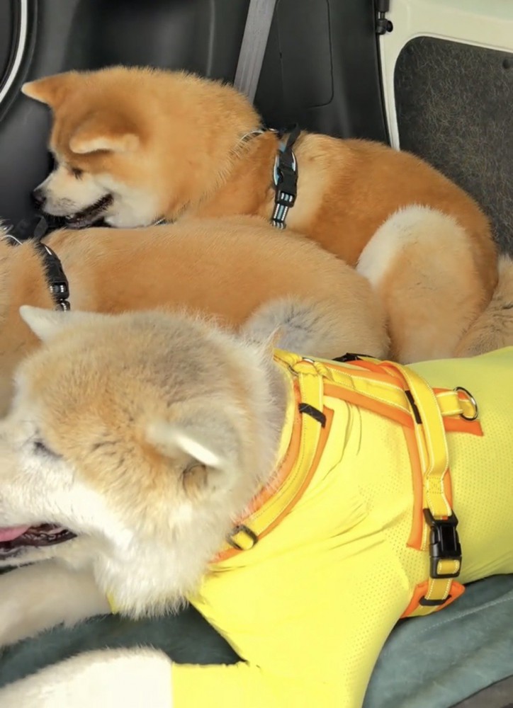 体を寄せる犬