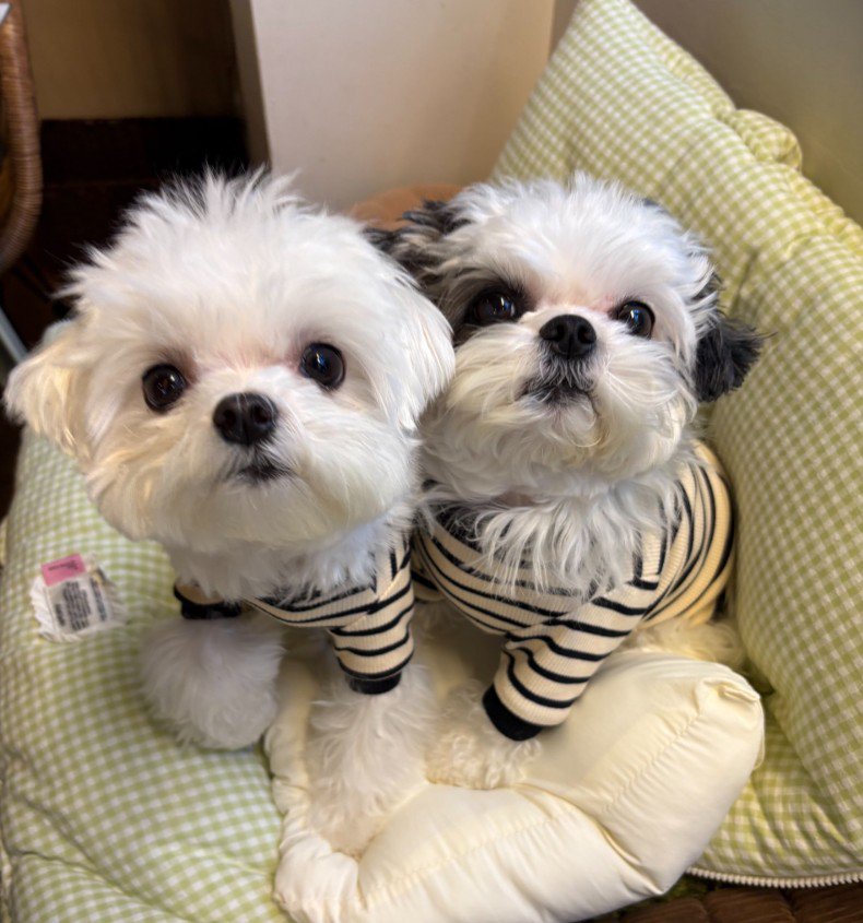 お顔もふわふわ感もそっくり♪