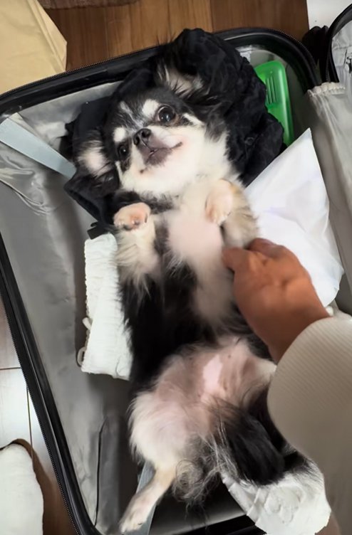 小型犬を抱き上げようとする飼い主