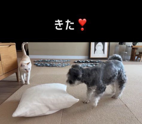 告げ口するモネちゃん9