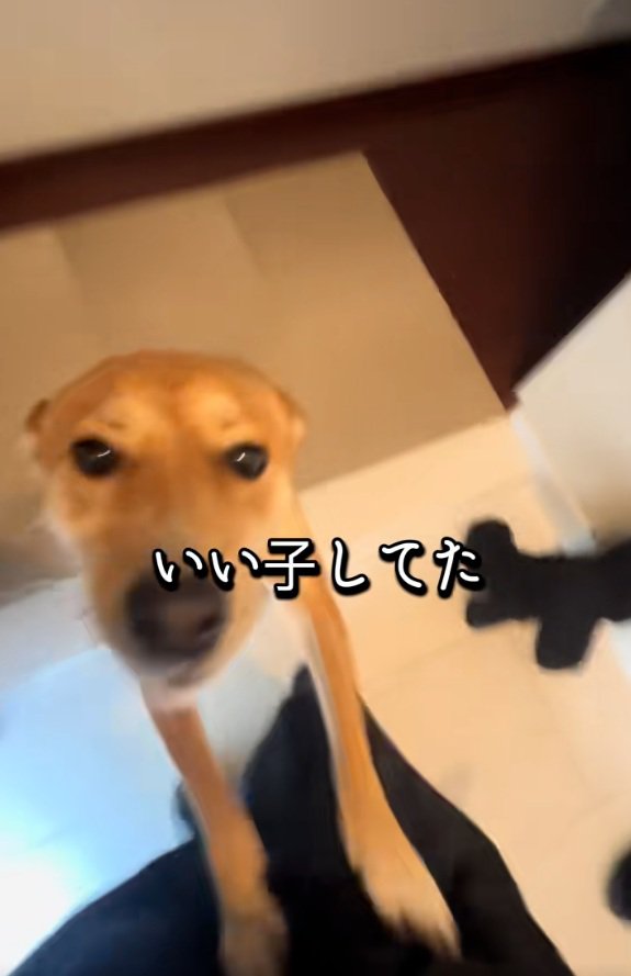 ヒコーキ耳のごぅちゃん