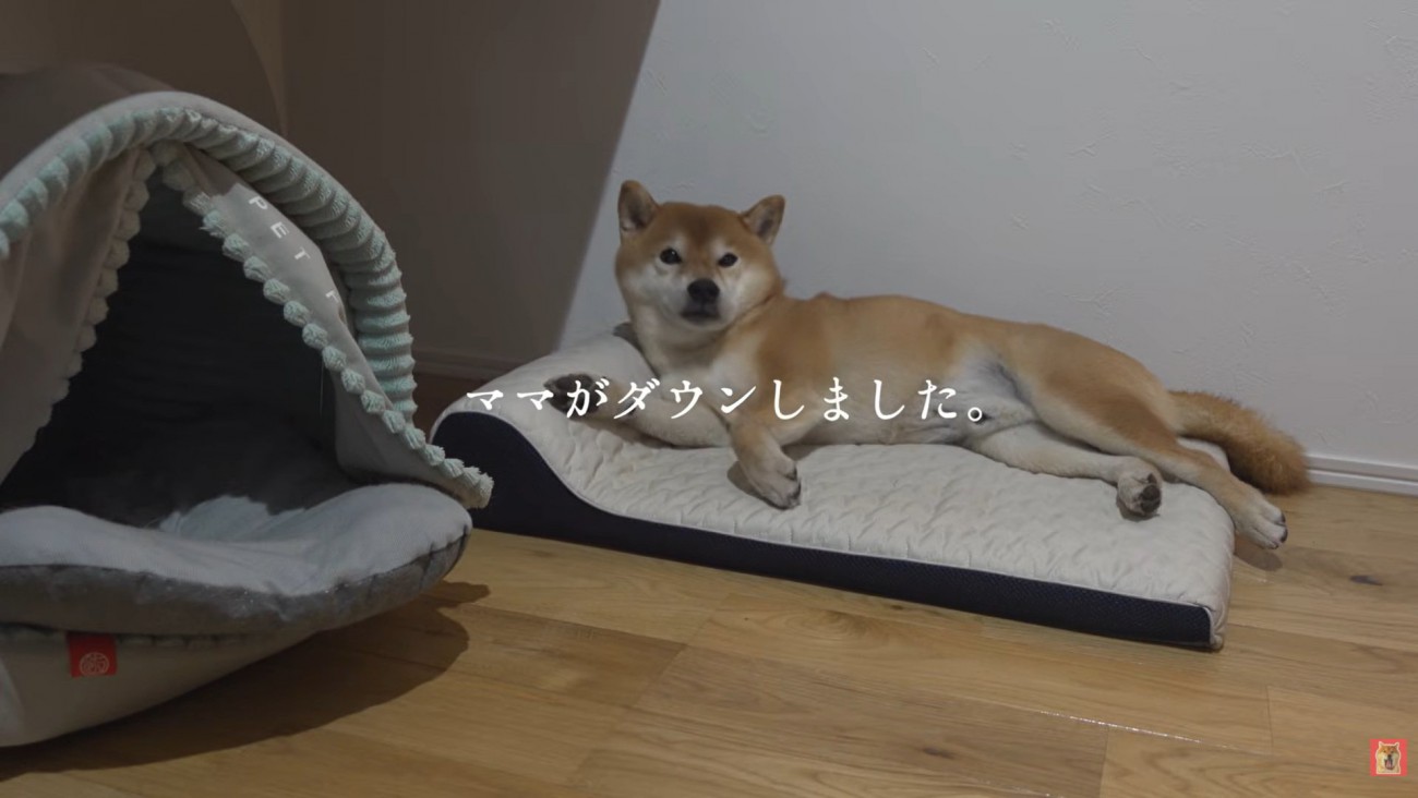 柴犬のはちくん