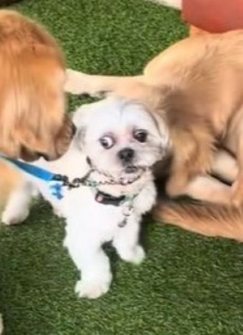 大型犬に囲まれたしろ君7