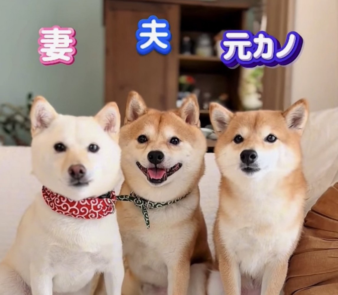 犬の3ショット