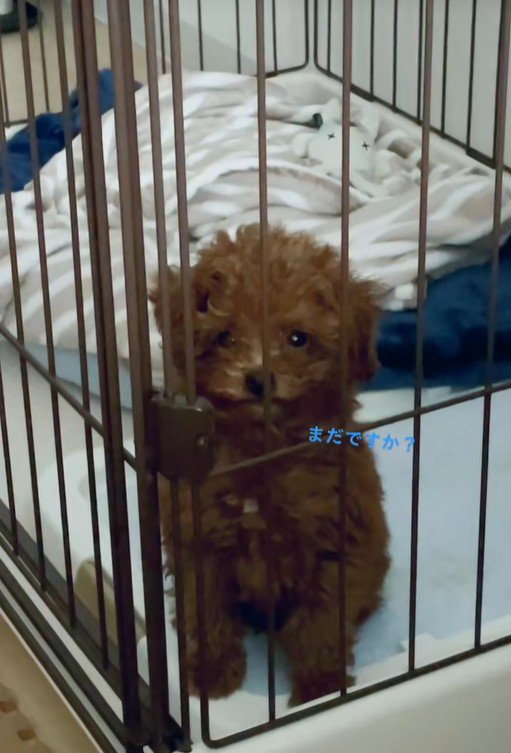 ご飯が遅れた時のむぎ君3