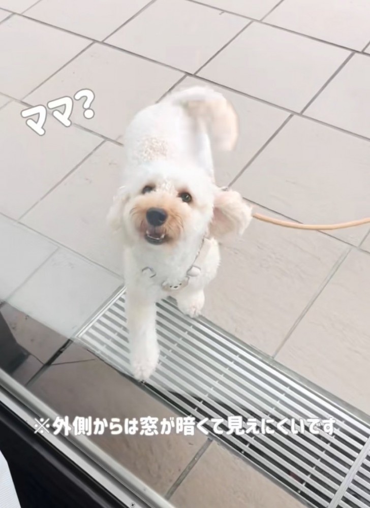 鳴いてママを呼ぶ犬