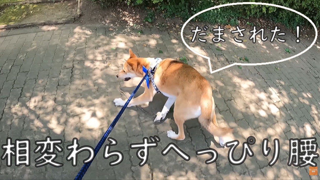 へっぴり腰でドッグランへ