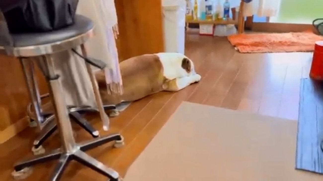 寝ていたまめちゃん