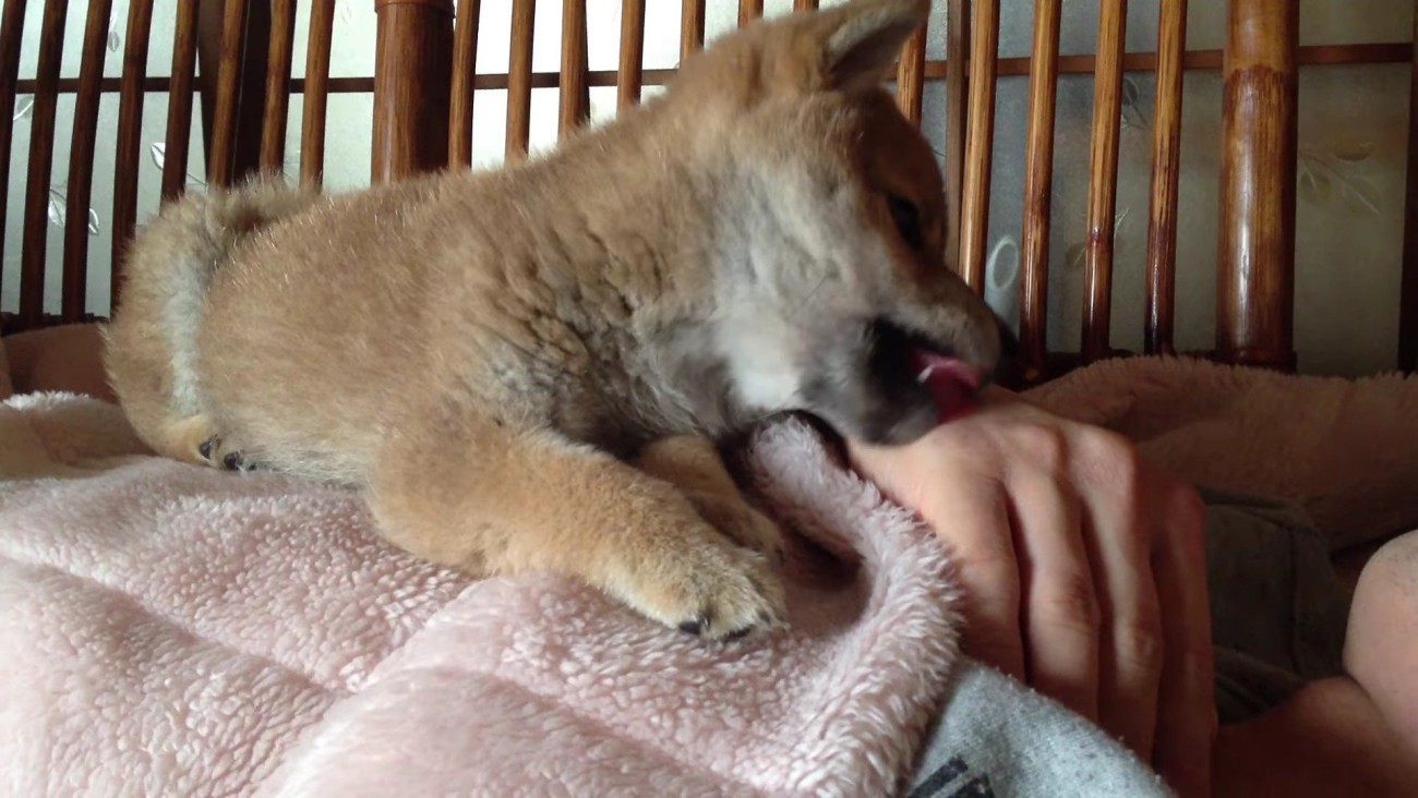 「パパ、もう朝だよ！」
