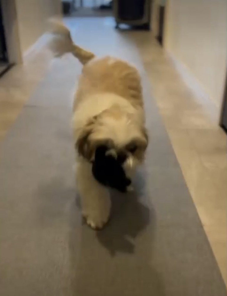 ぬいぐるみを咥えている犬