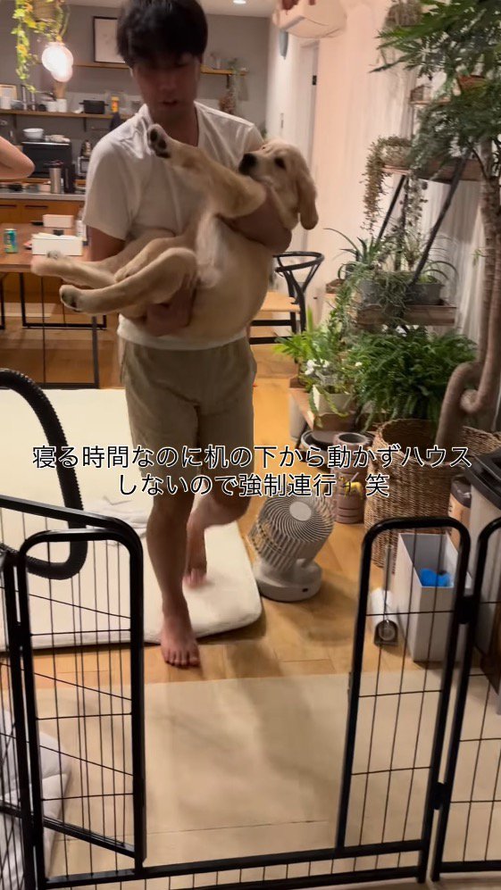 子犬を抱き抱えて、サークルの方へ歩いて行く男性