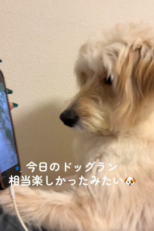 画面を見る犬5