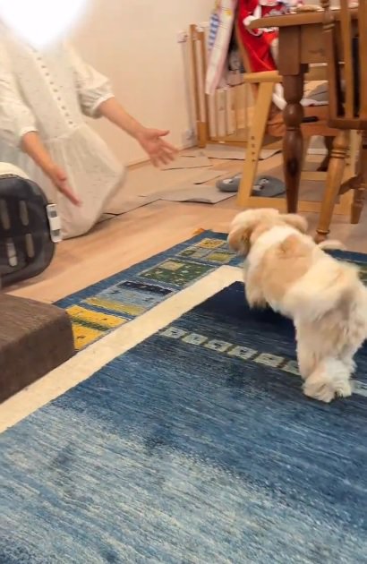 ママの元へ走るkokoちゃん