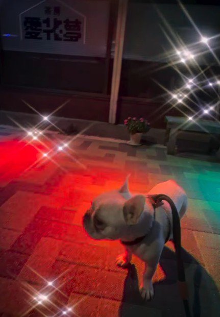 キラキラに圧倒されて…