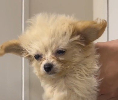 扇風機の風に当たって目を細める犬