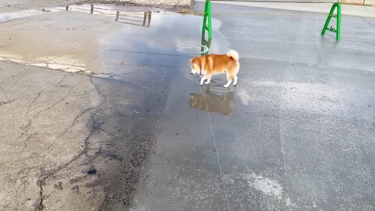 水たまりを超えることを決意
