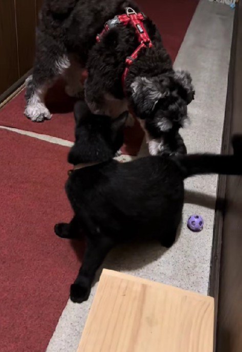 猫ちゃんとも仲良しだよ！！