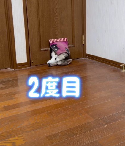 諦めず二度目の挑戦！！