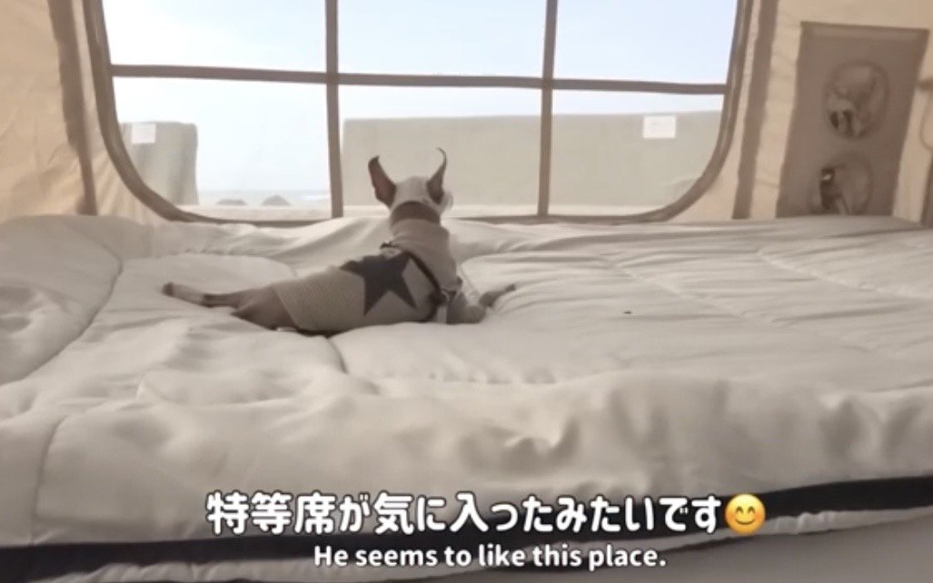 ベッドの上から海を眺める犬