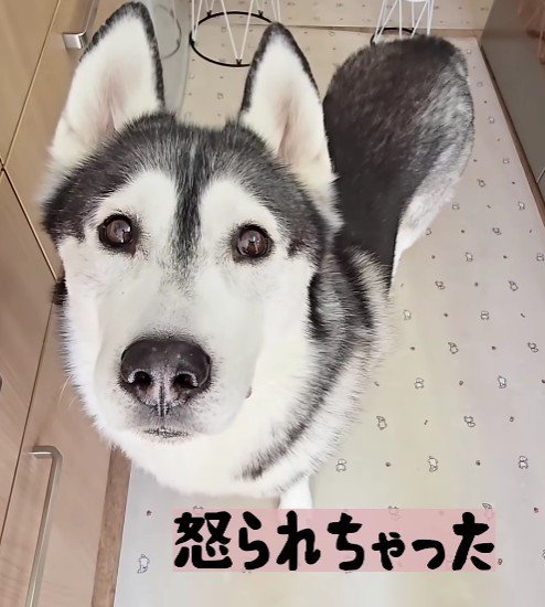 怒られてションボリ