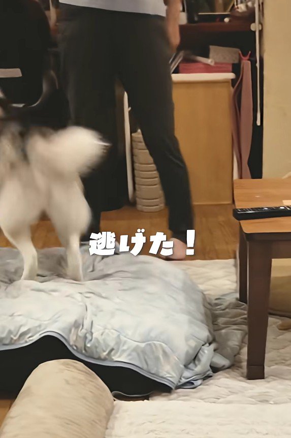 思わず逃亡するちのちゃん
