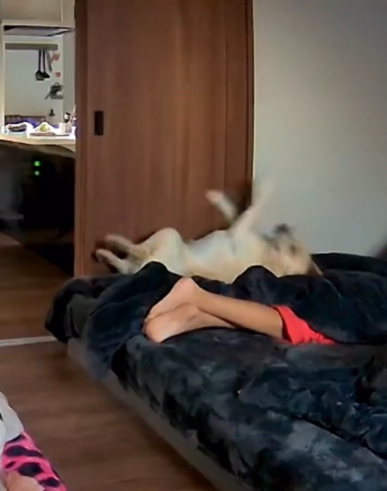 寝返りを打つ大型犬