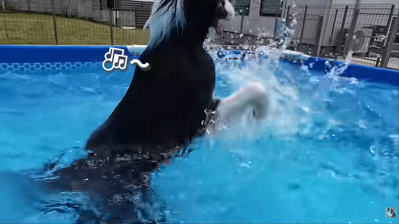 おしゃべりするコナくん