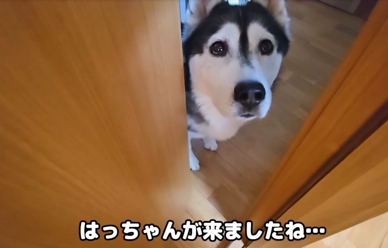 ドアの隙間から除く大型犬