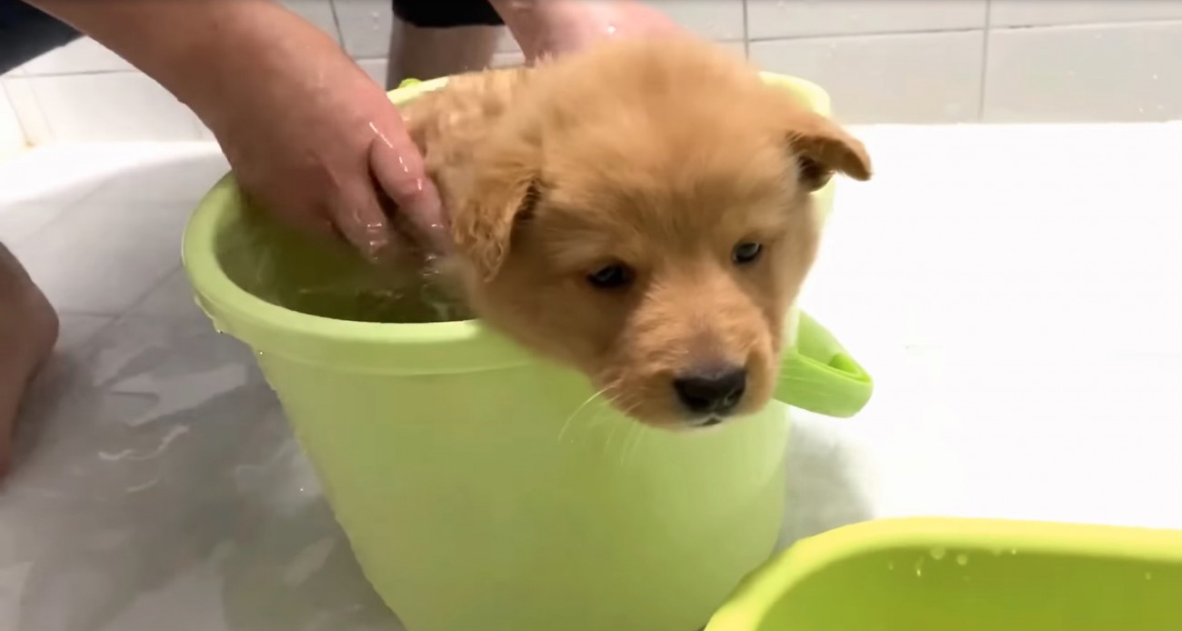 お風呂に入る子犬