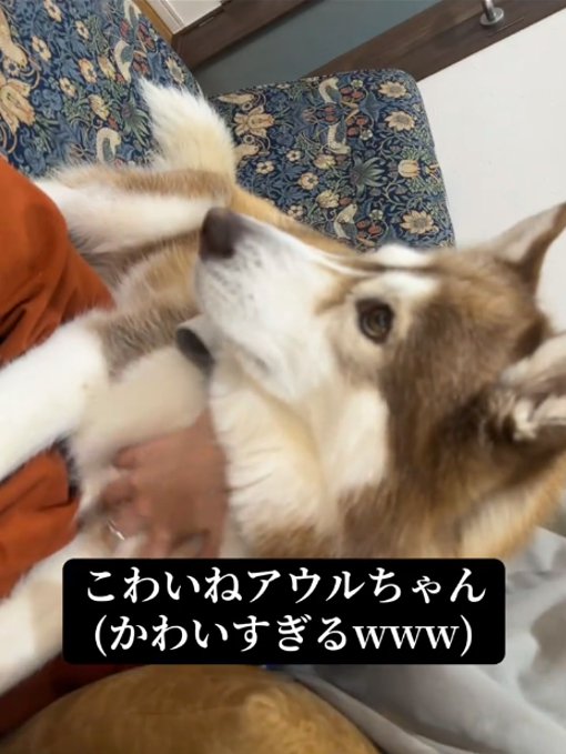 犬の横顔