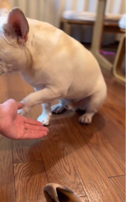 渋々おてをする坊ちゃん