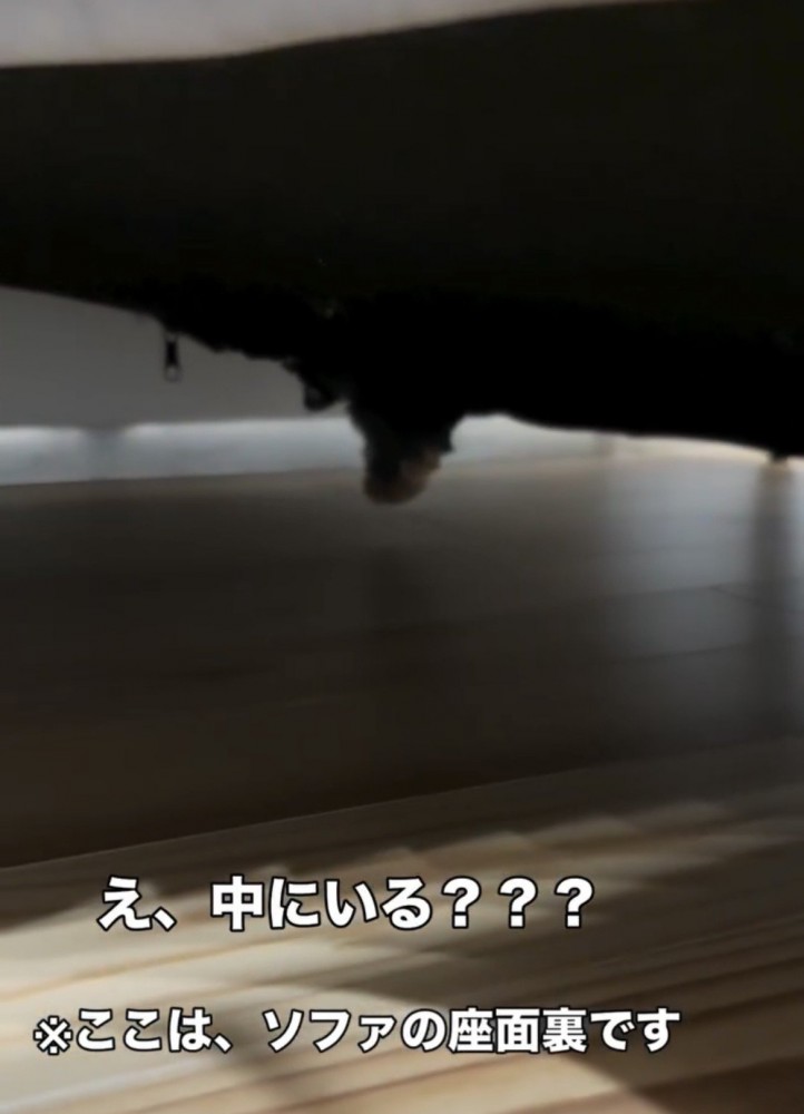 ソファの下に見える犬の足