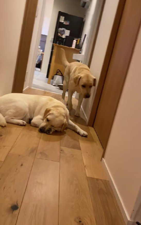 コンブちゃんも…