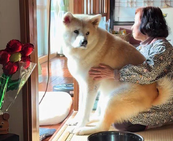 子犬気分の駄偉助くん