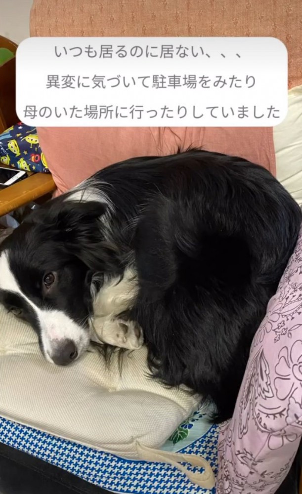 お母さんの寝床に横になる犬