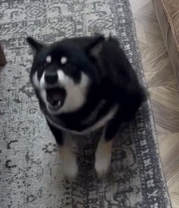 大きく口を開けて吠える犬